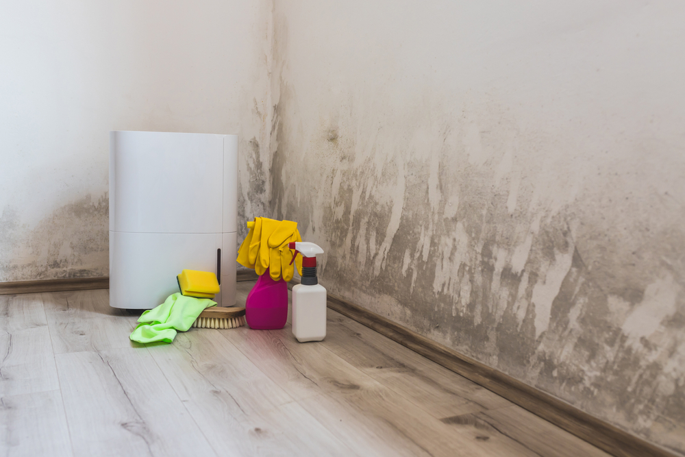 Black mold on a room wall corner, near a dehumidifier and mildew removal spray, highlighting mold prevention in humid New Orleans homes.